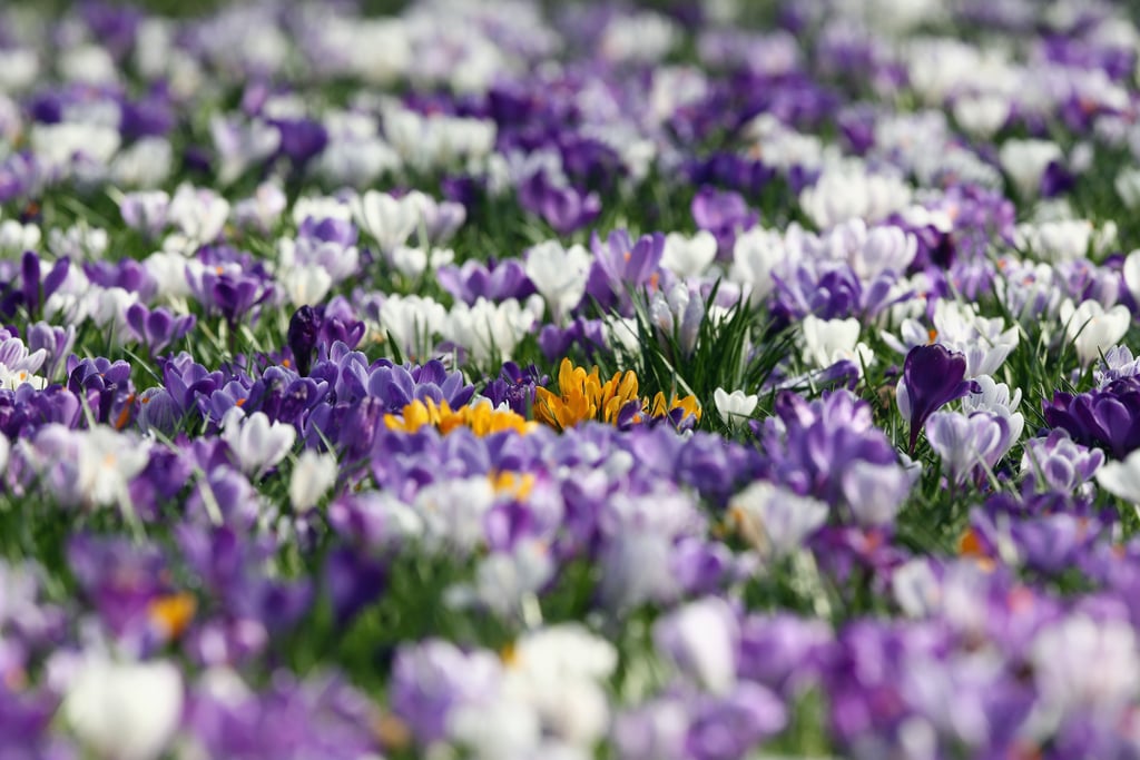 London's Battersea Park was filled with flowers.