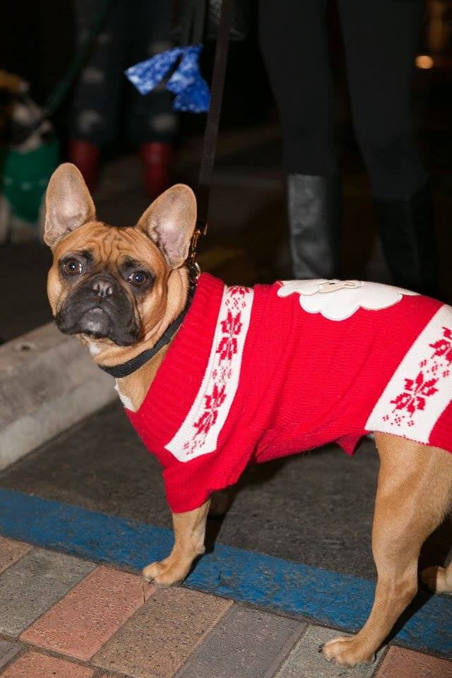 Dogs in Ugly Christmas Sweaters