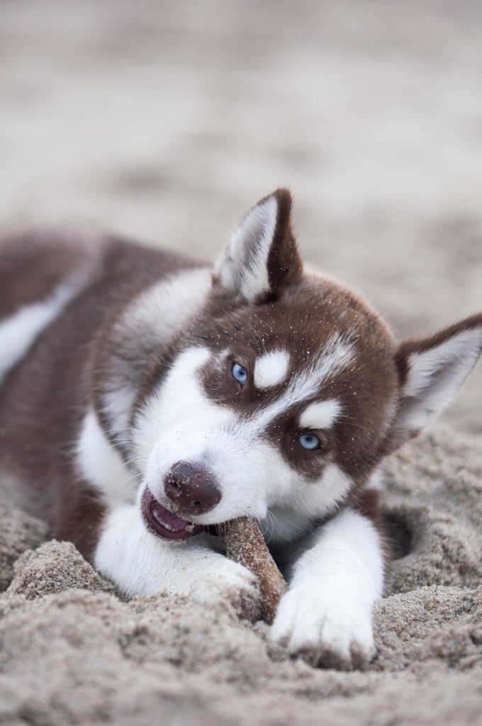 Cute Pictures of Huskies