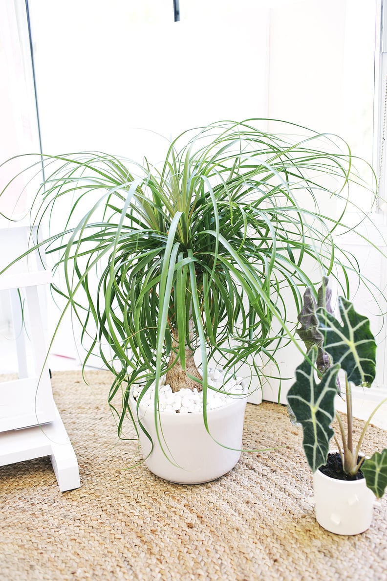 Ponytail Palm