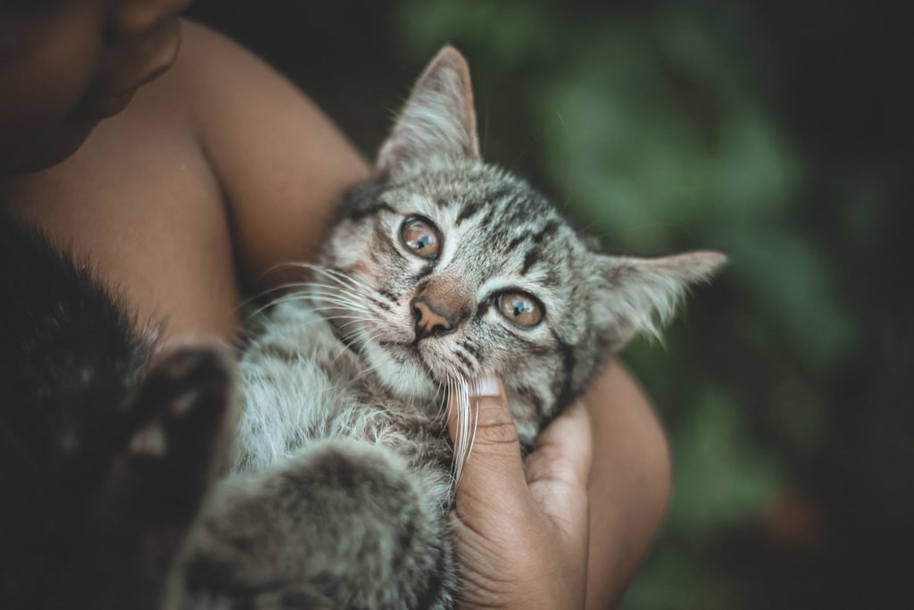 This cat doesn't look sure about being held by its human.