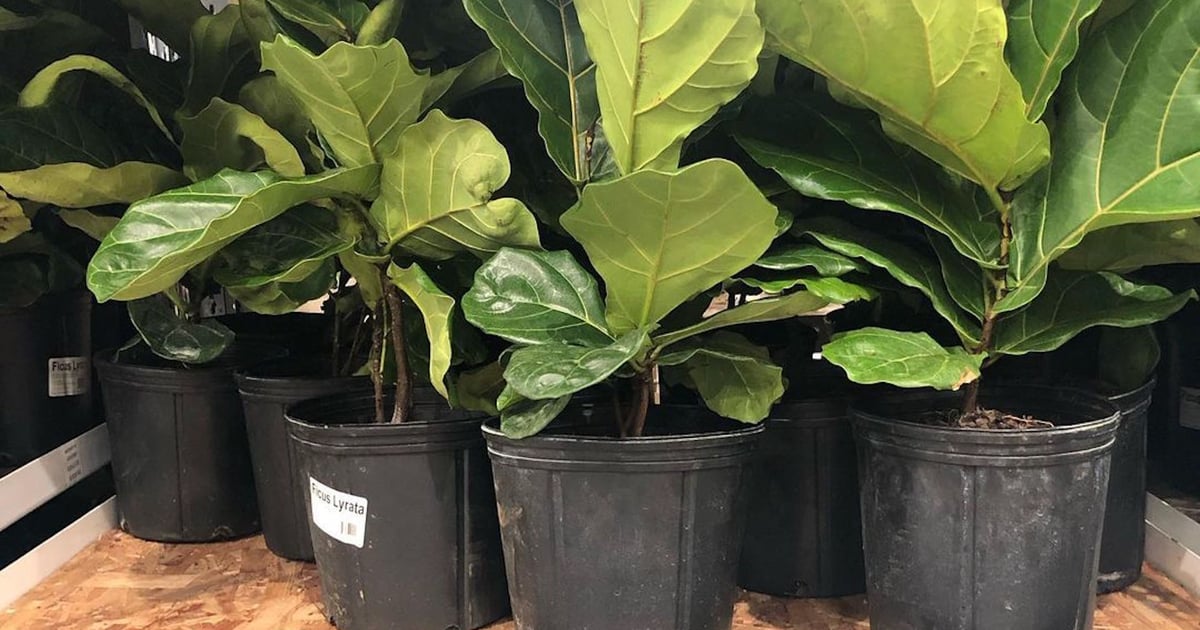 Shut the Front Door! Fiddle Leaf Fig Trees Are at Costco For a