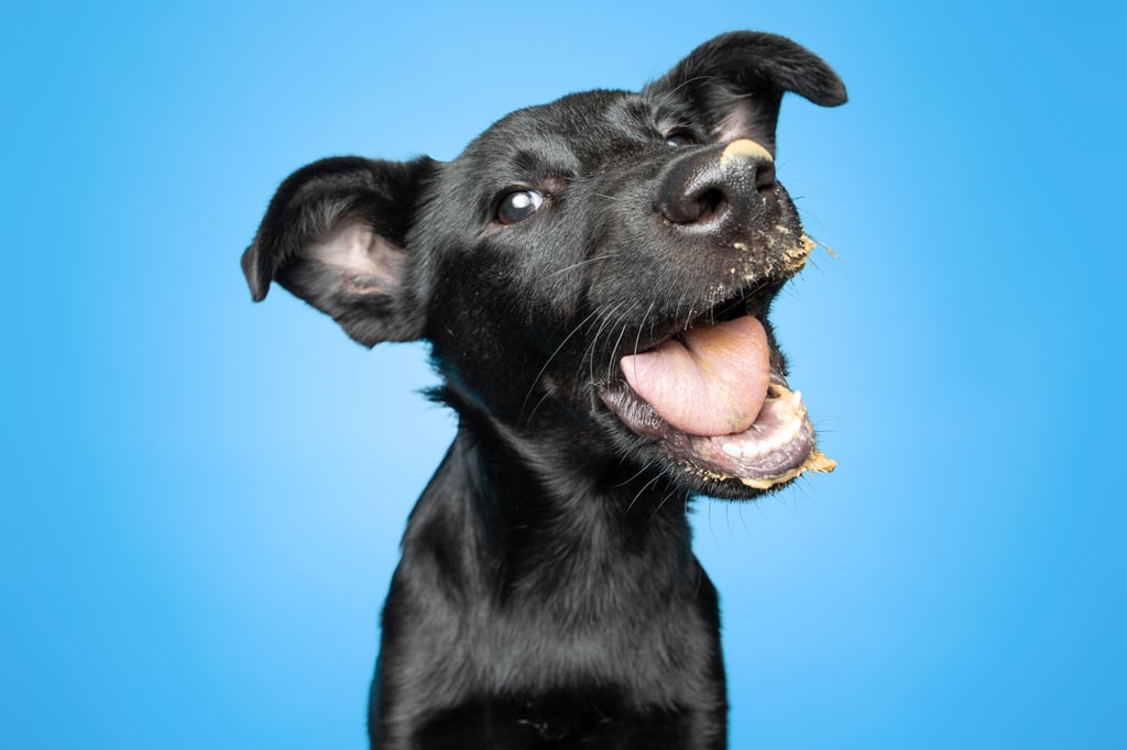 Photos of Rescue Puppies Eating Peanut Putter | Greg Murray