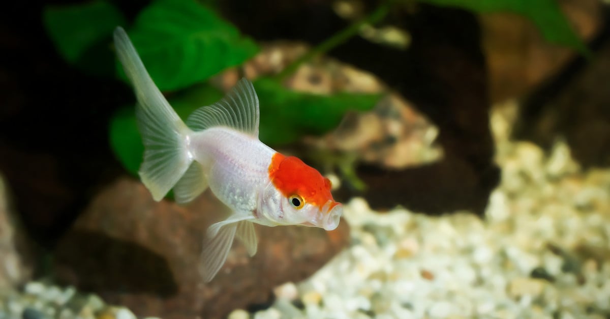 Should I Get a Fish? | PS Pets