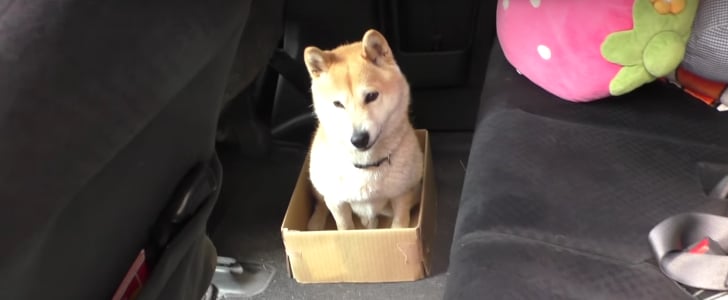 Dog Sitting in Box | Video