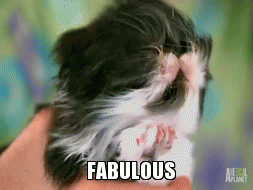 This Persian kitten's fur blowing in the wind.
