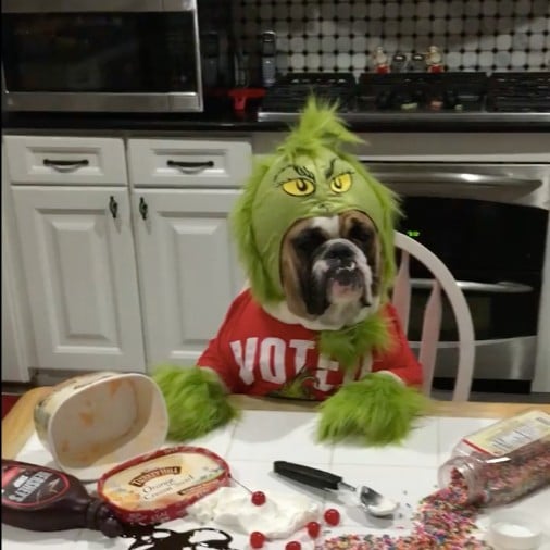 Video of Dog Dressed as the Grinch Eating Ice Cream