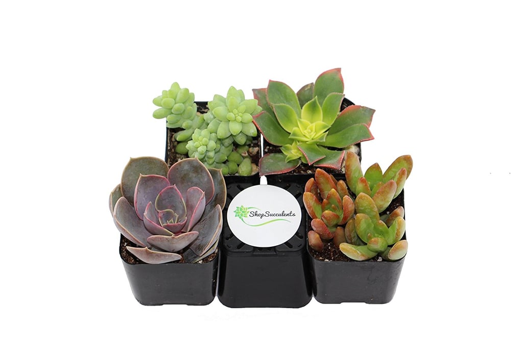 Succulents (Collection of 4) (19) Houseplants on Amazon Prime