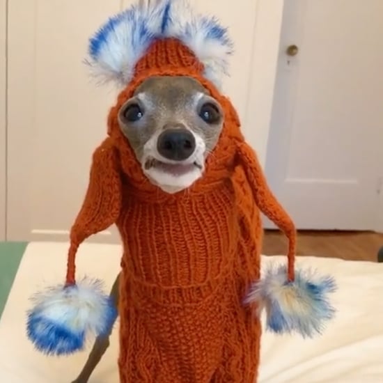 Sassy Italian Greyhound Tries on Outfits | TikTok Video