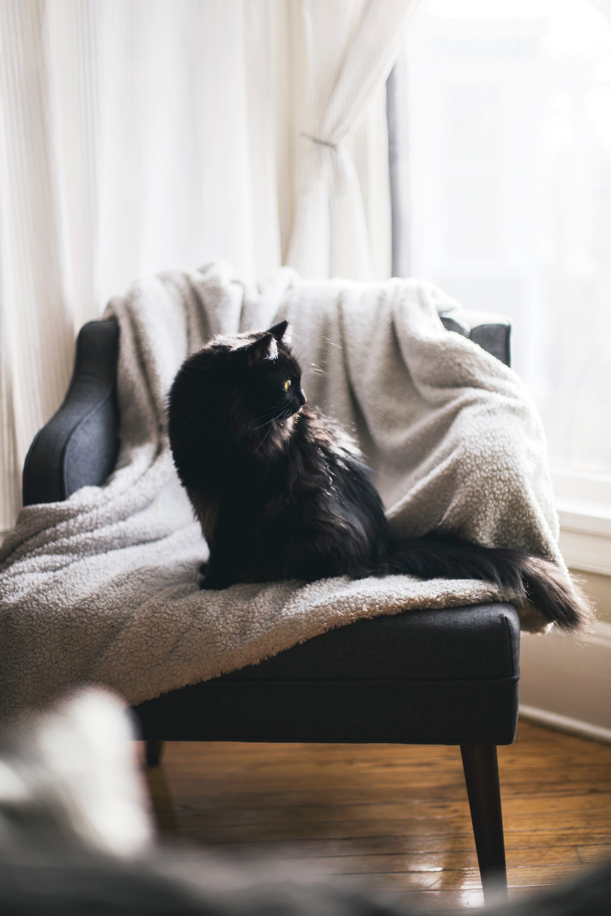 Cute Photos Of Cats And Kittens Popsugar Family