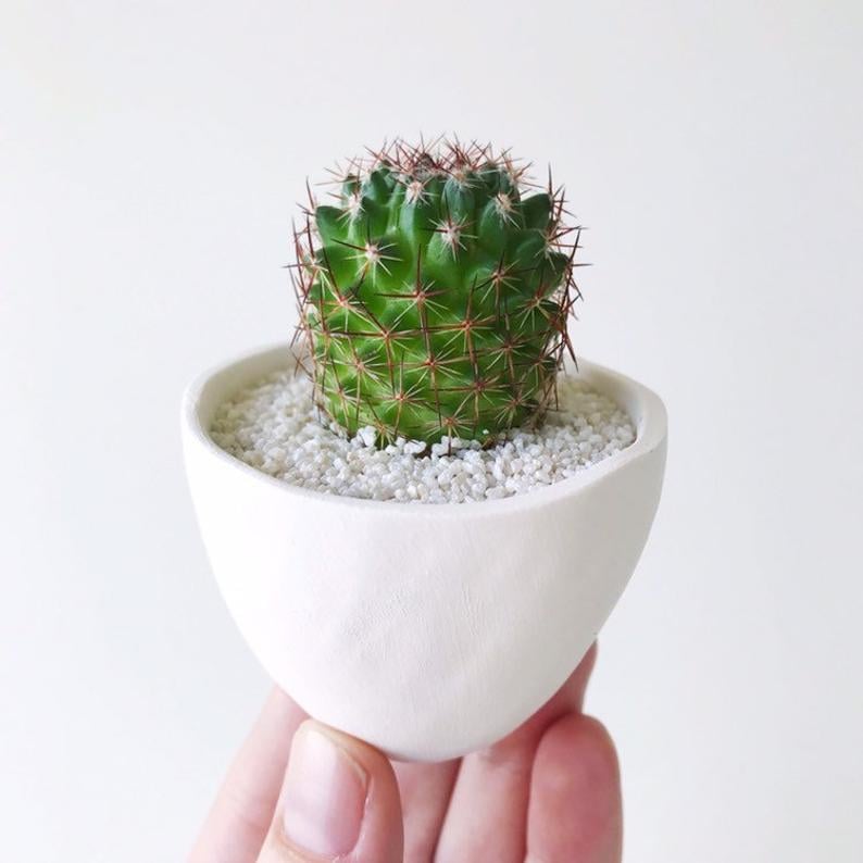 Pierre Cactus Plant and Handmade Ceramic Planter