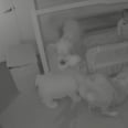 How 2 Dogs Helped a Toddler Escape Her Room Is a Must Watch