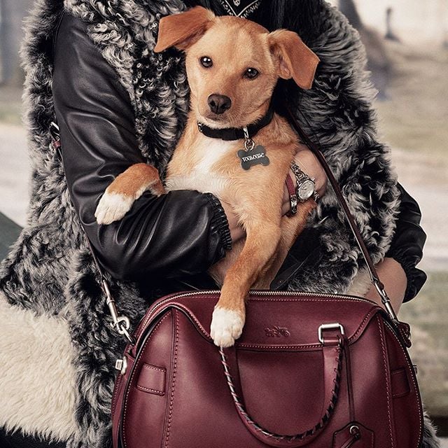Coach Pups Campaign Ads POPSUGAR Pets