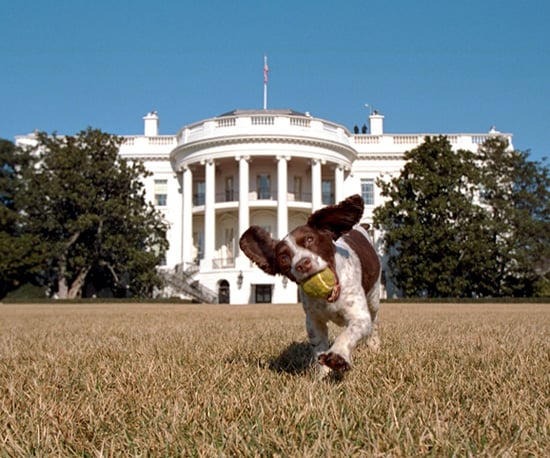 Pet Names and What's the Most Popular Pet Names and Presidential Pet Names