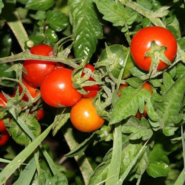 GrowJoy Chadwick Tomato Plant