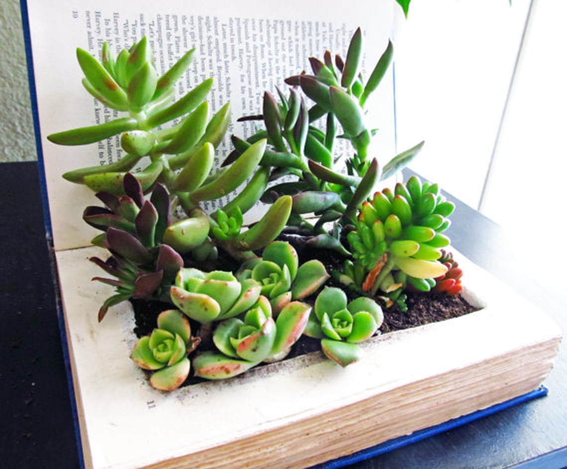 Cute Office Plants POPSUGAR Money