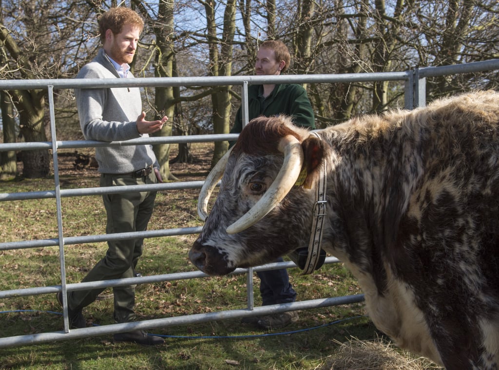 Prince Harry in Epping Forest Photos March 2017