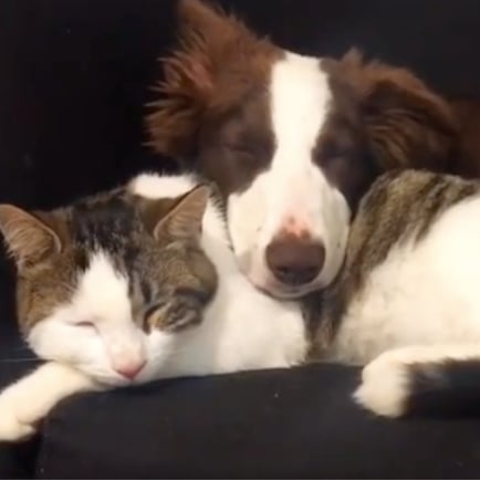 Can cats and dogs be friends?