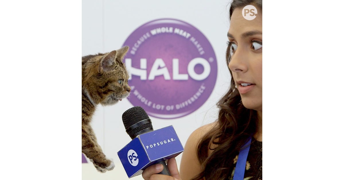 People Who Don T Like Cats Go To Cat Con Popsugar Entertainment