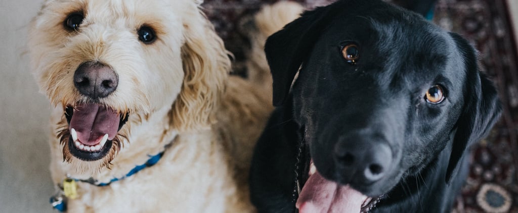 Having a Dog Lowers Your Risk of Dying Early