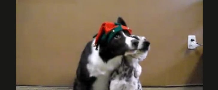 Dogs Take Christmas Photo