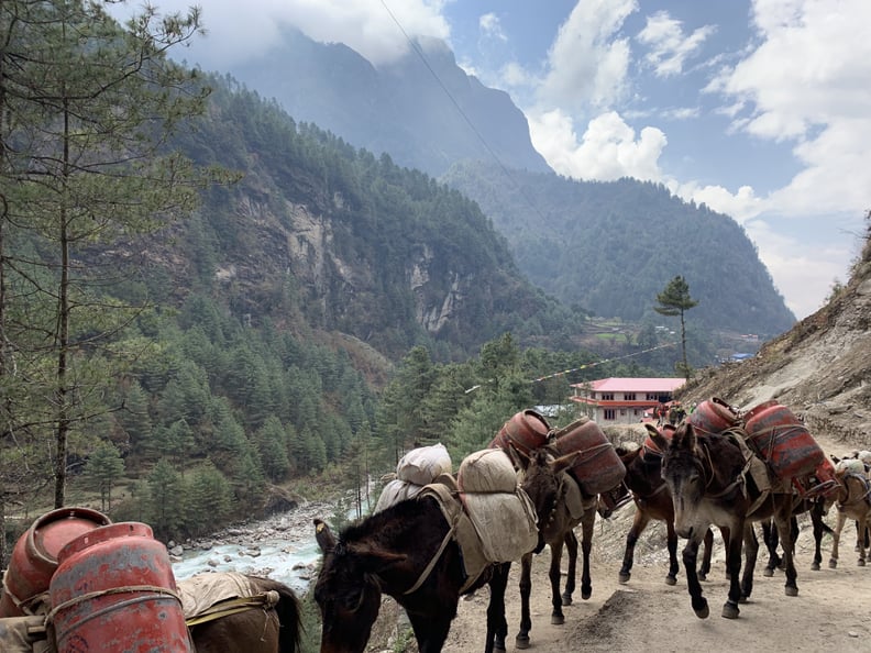 Always Make Way For the Yaks and Porters