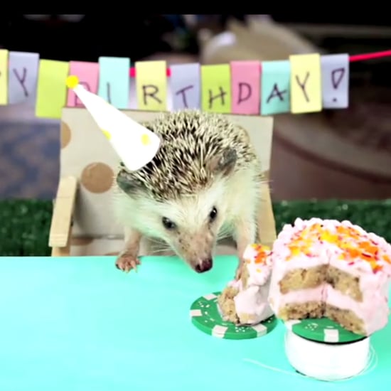 Hedgehog Eating Tiny Cake | Video