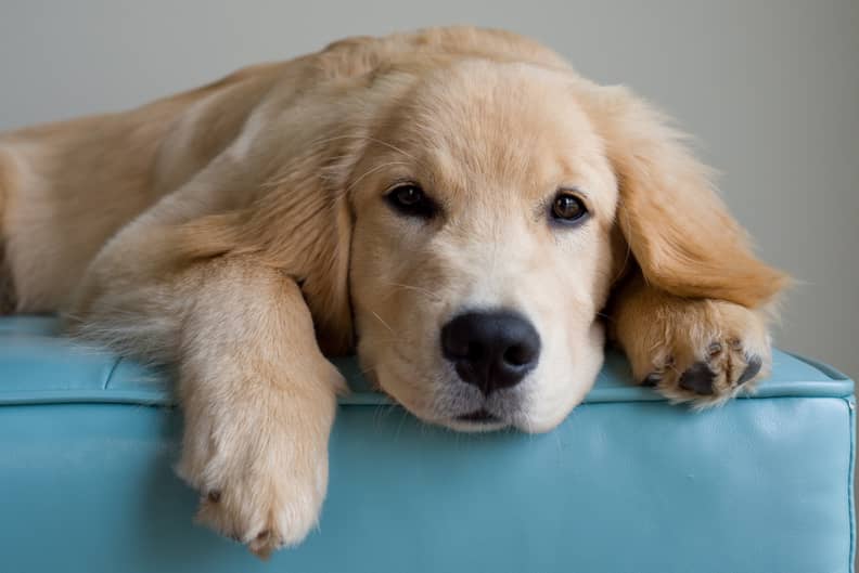 Golden retriever long hair puppies 2025