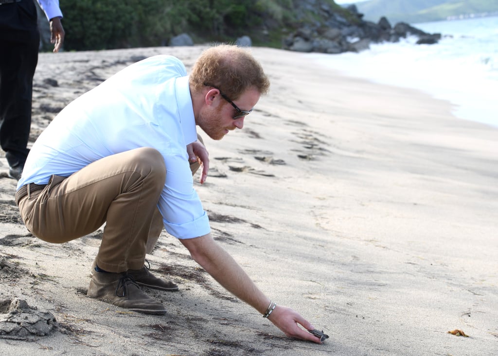 Prince Harry With Turtles in the Caribbean 2016