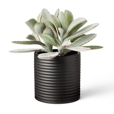 Hilton Carter for Target Faux Succulent Lamb's Ear Plant in Ribbed Pot Black