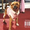 The $1,100 Monthly Cost of Being a (Celebrity) Pet Owner