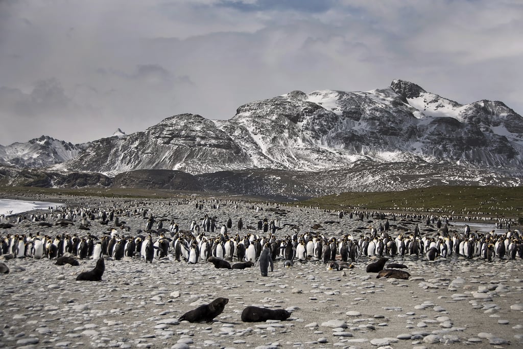 Antarctica King Penguins