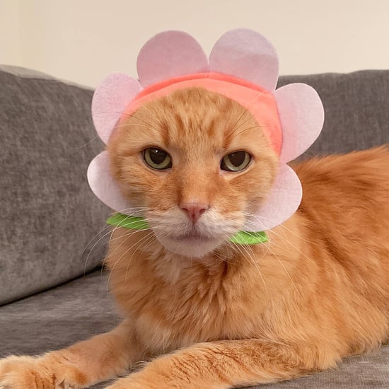 Flower Cat Cap From Urban Outfitters