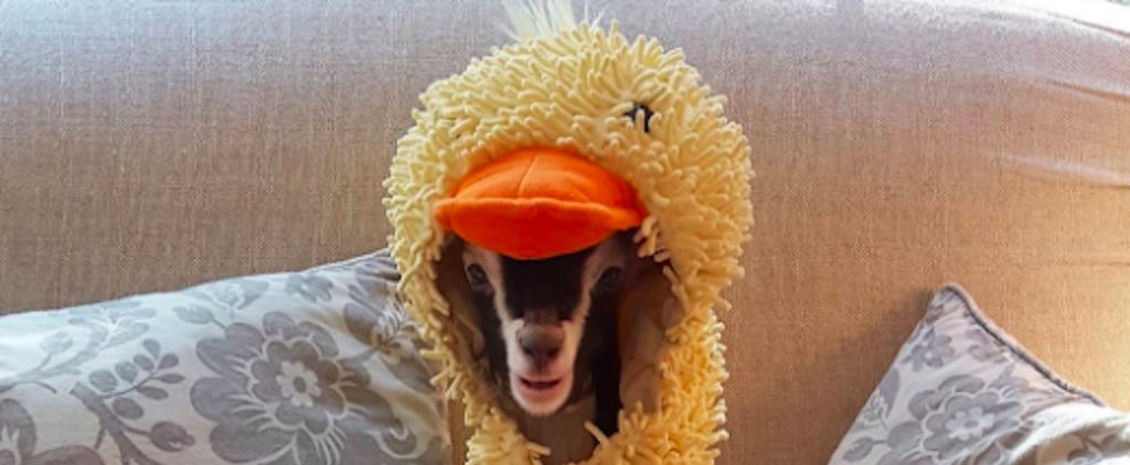 Goat Wearing Duck Costume