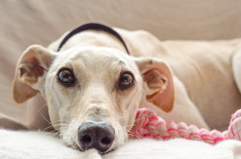 Rose Ears