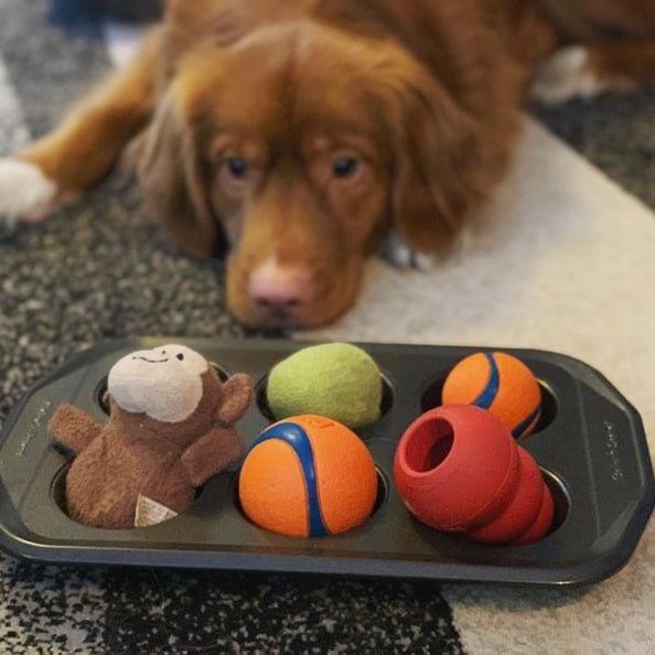 Dog Enrichment Made Easy: The Muffin Tin Game – Cheerful Hound