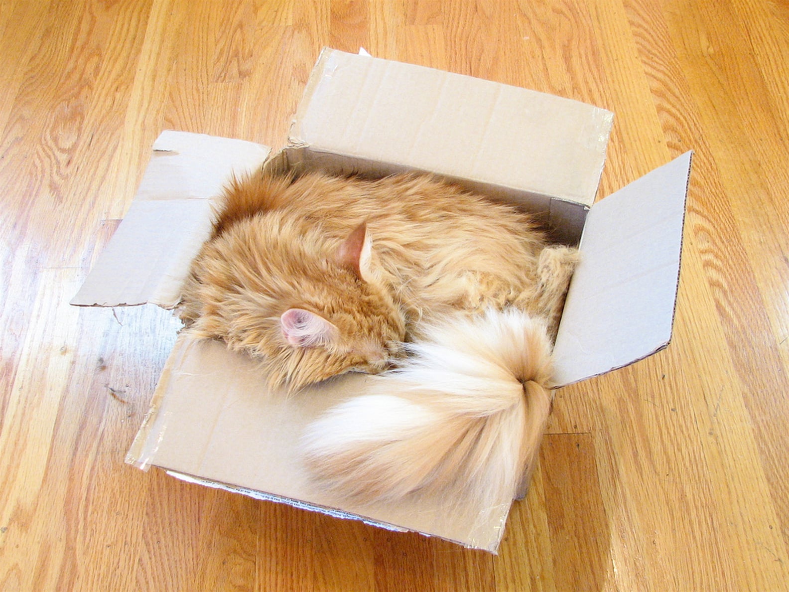 Cats in Cardboard Boxes POPSUGAR Pets