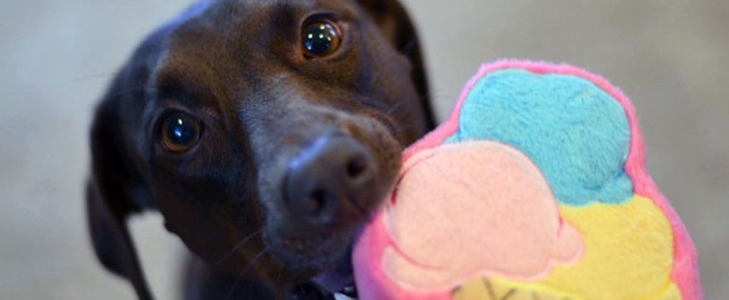New Pets Products For Spring 2016
