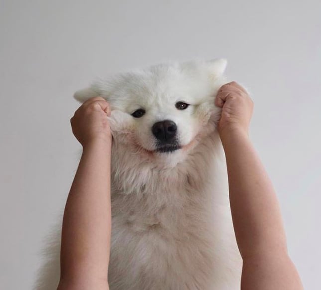 Cute Photos of Samoyed Puppies