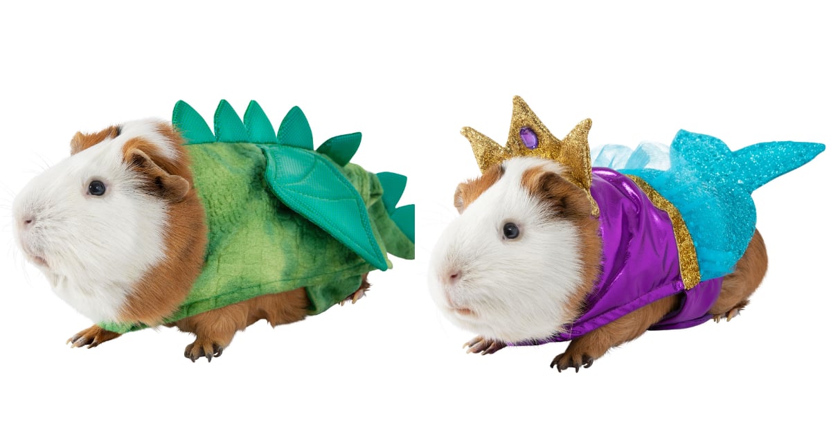 Guinea Pig Halloween Costumes Popsugar Pets