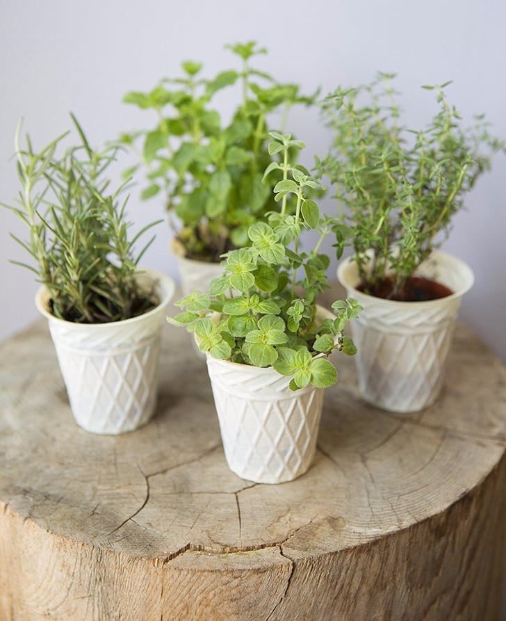 Plants on Amazon
