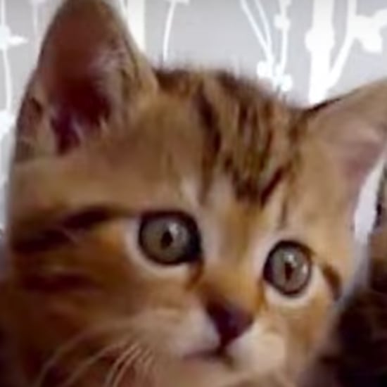 CATmageddon Video