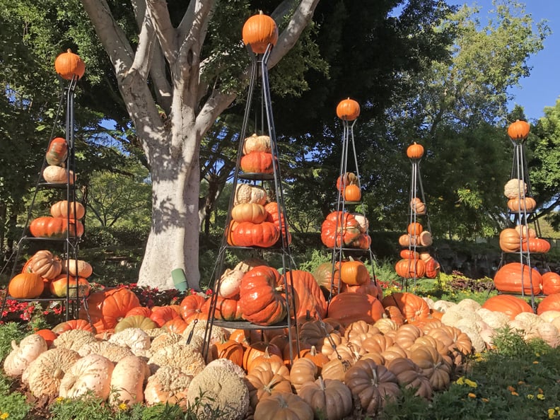 Downtown Disney joins the Halloween fun with pumpkin displays.