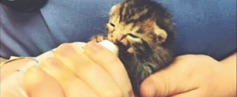 kitten sounds congested after bottle feeding
