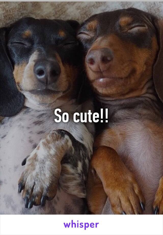 Dog-Lovers on Whisper
