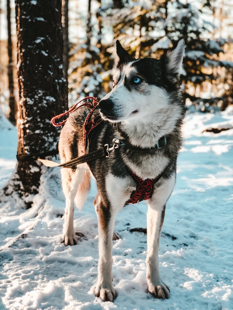 Cute Pictures of Huskies