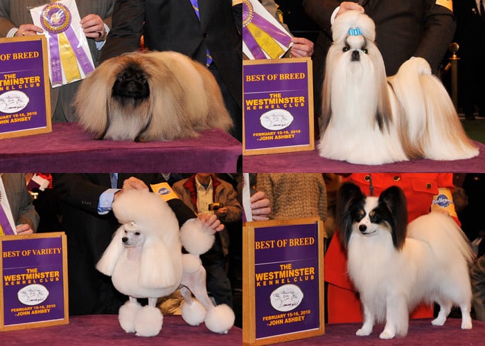 2010 Toy Group Winners at Westminster POPSUGAR Pets