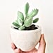 Bear Paw Succulents Make For the Cutest House Plants