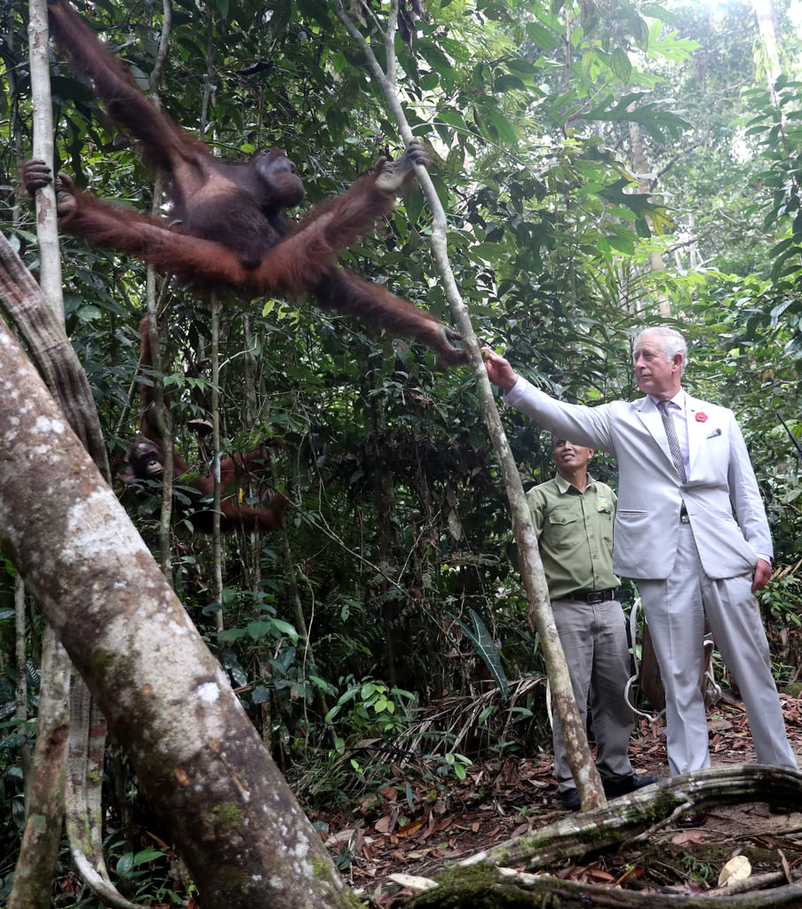 Photos of Prince Charles With Animals