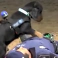 Police Dog Attempts CPR on "Lifeless" Officer, and Be Still, Our Beating Hearts